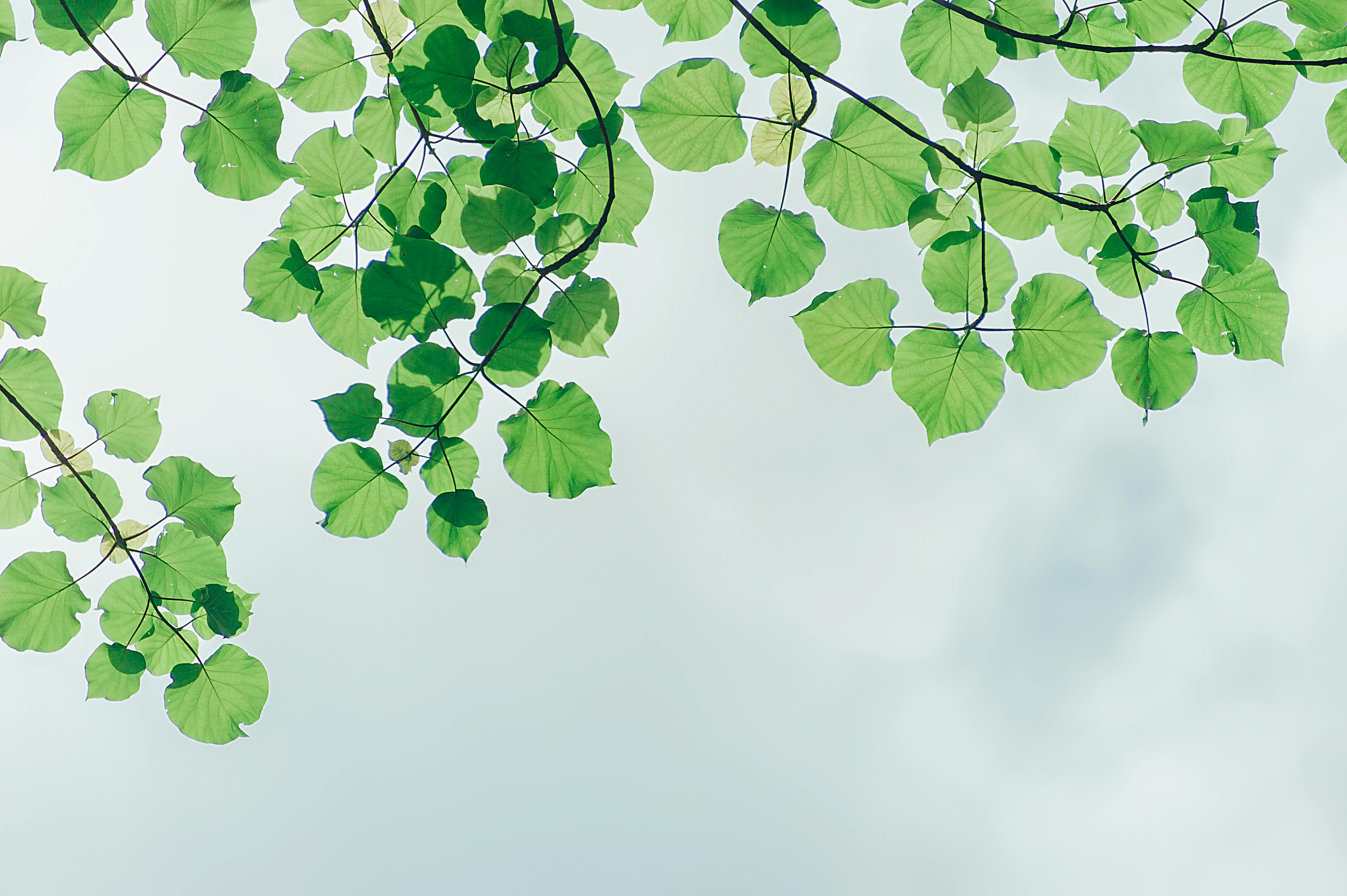 Green Leaves